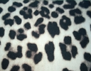 ANIMAL PRINT NATURAL ANIMAL PRINT NATURAL